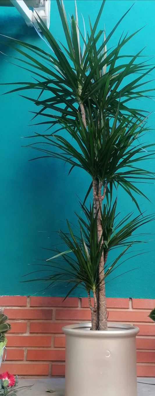 Dracena Marginata 1,80mts