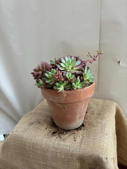 Echeveria Ejemplar