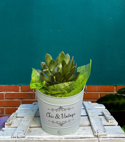 Echeverría Rosalinda ejemplar 25cms