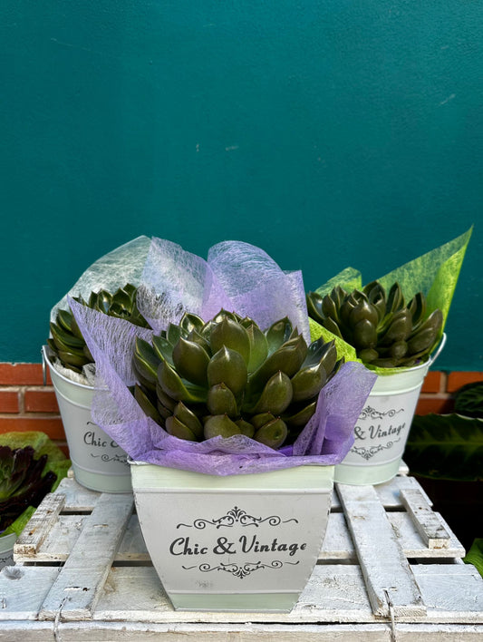 Echeverría Anubis ejemplar 25 cms