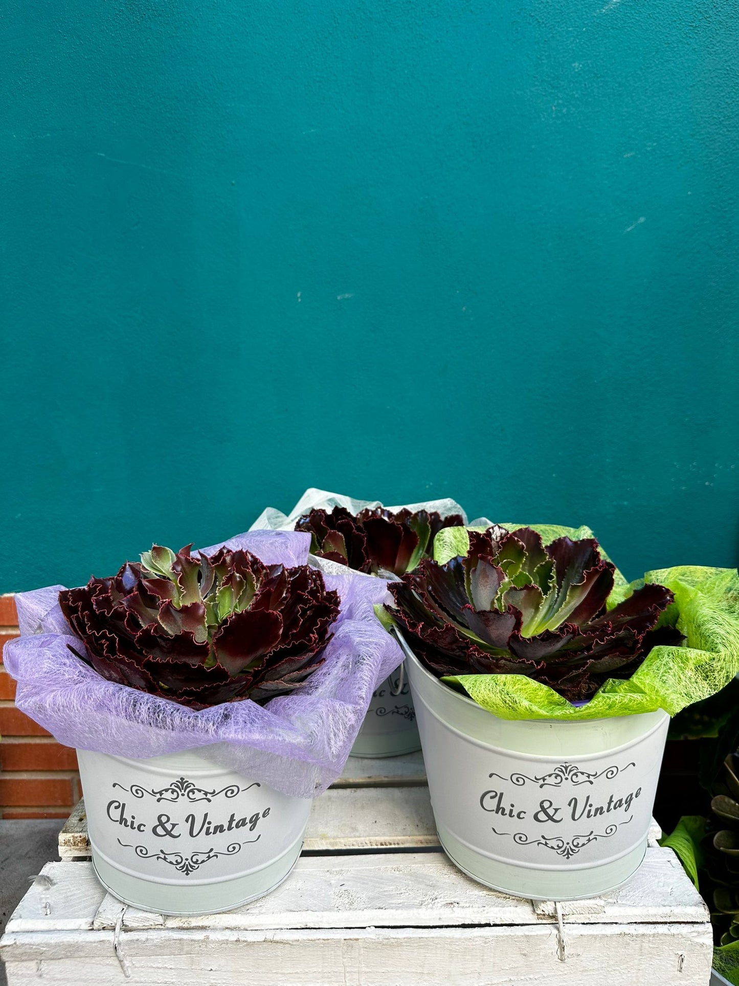 Echeverría Gibbiflora ejemplar 25cms