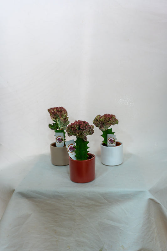 Euphorbia Cristata with pot cover