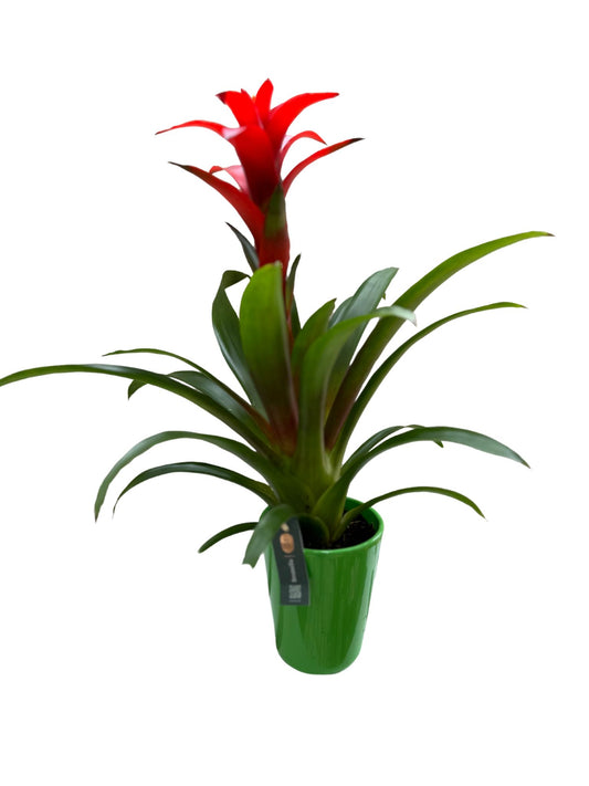 Guzmania