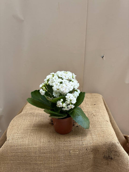 Kalanchoe mini
