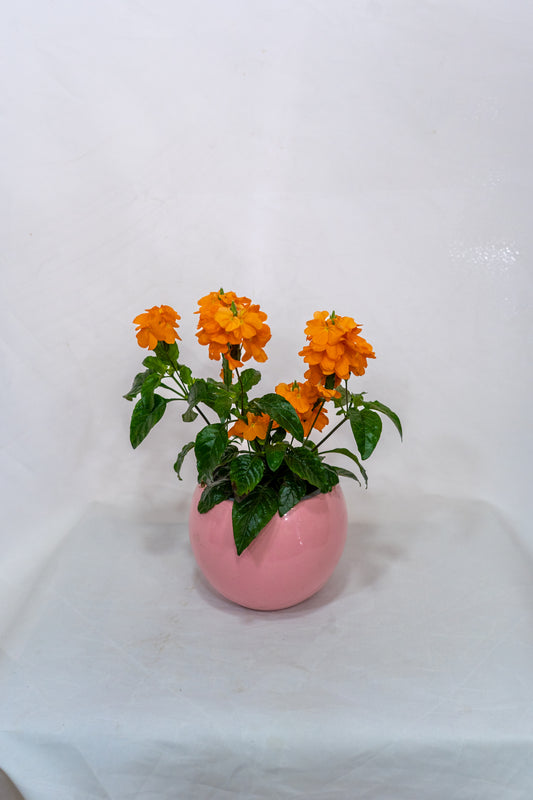 Kassandra with pot cover