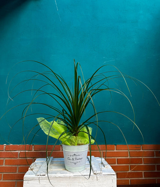 Nolina beucarnea 40cms