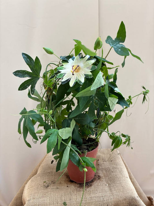 Passiflora