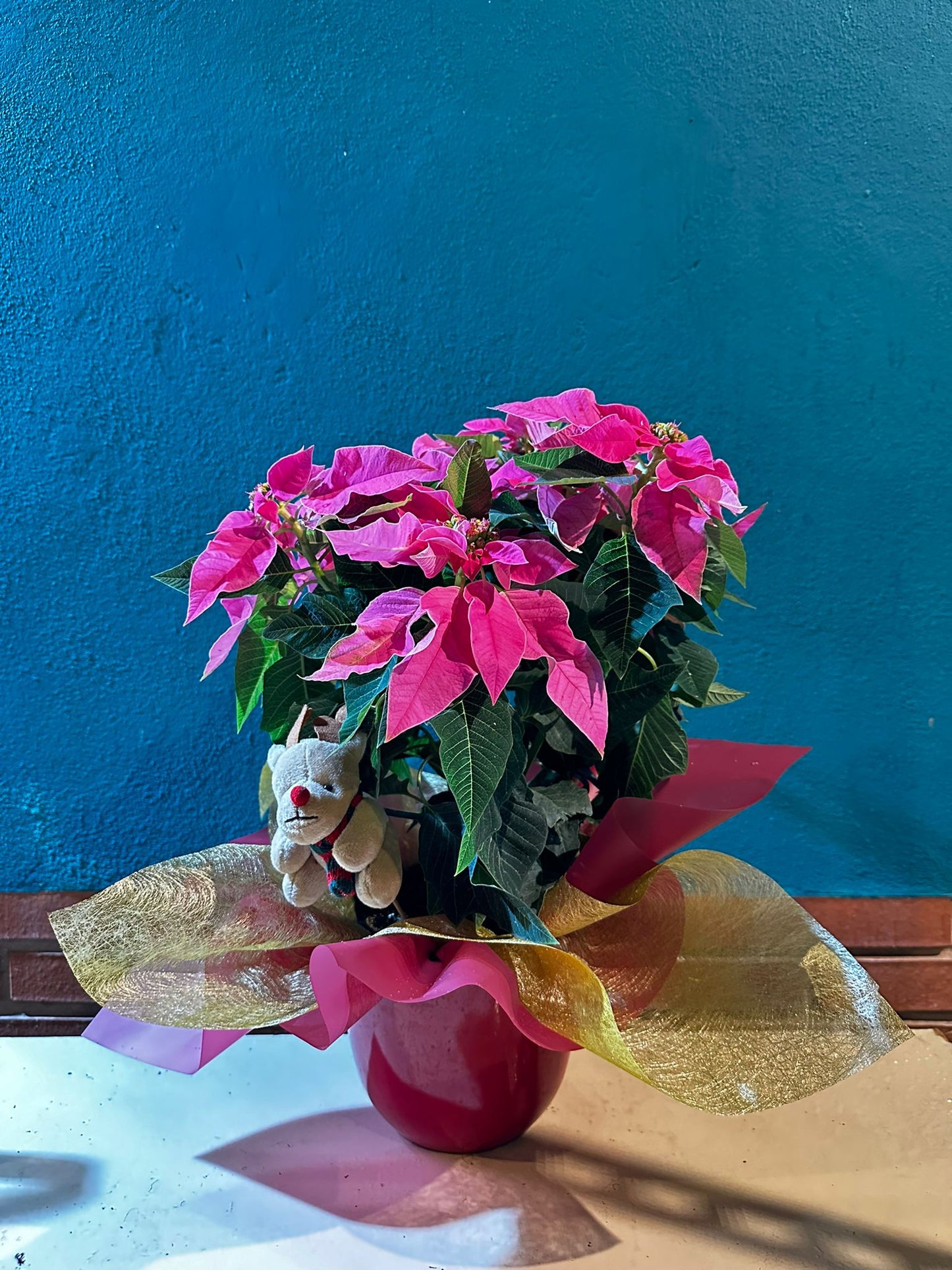 Pascuero Rosa en Cubre Maceta con Reno