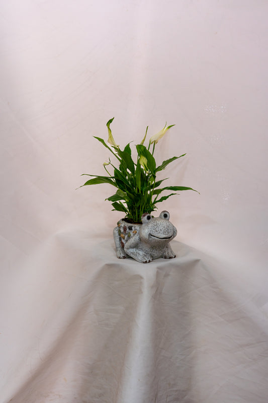 Little Frog with Peace Plant