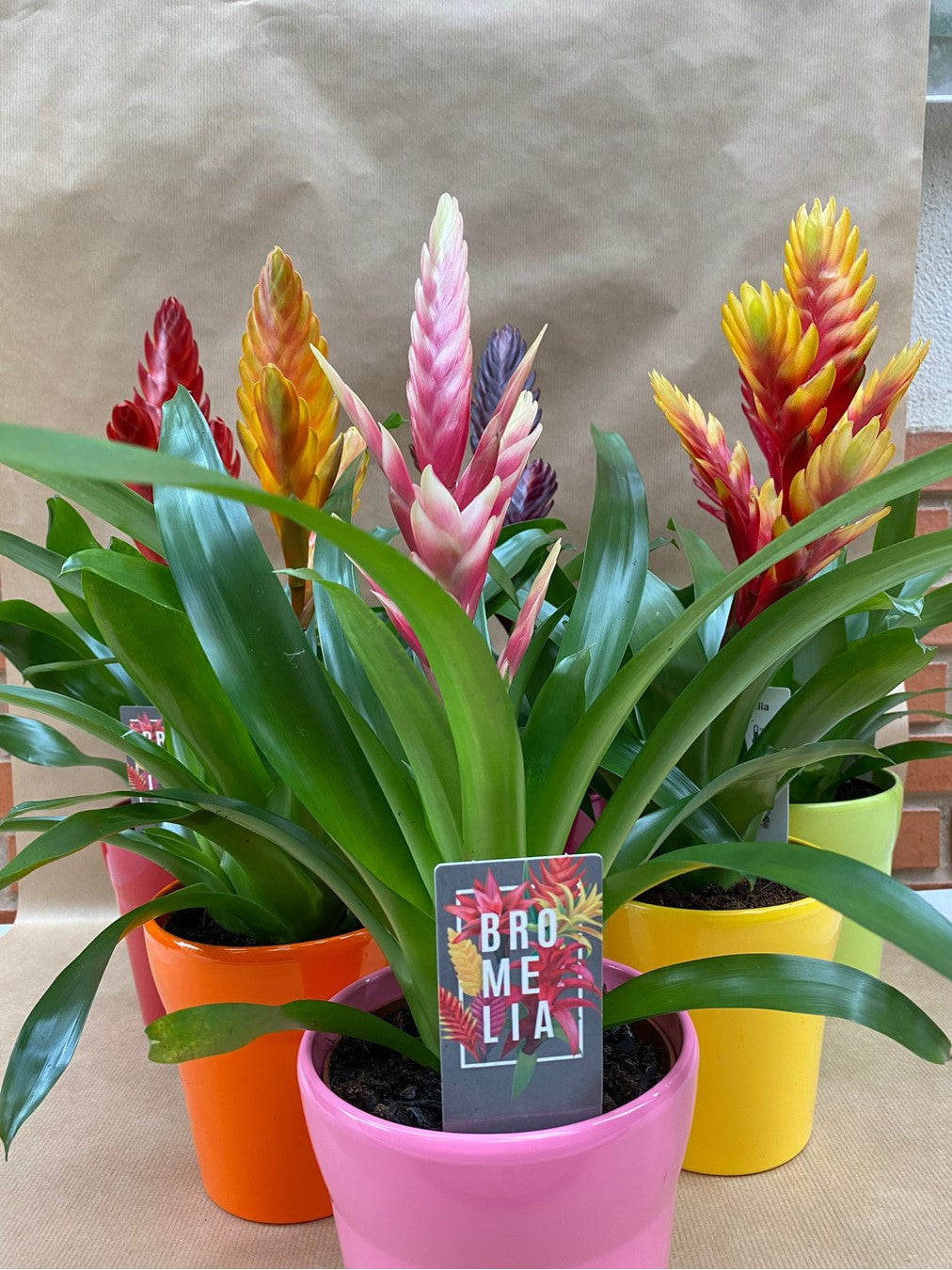 Bromeliads