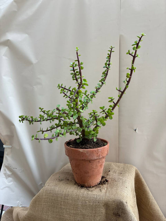 Portulacatia Ejemplar