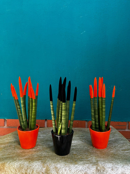 Sansevieria Lápiz 30 cm – Colores Decorativos