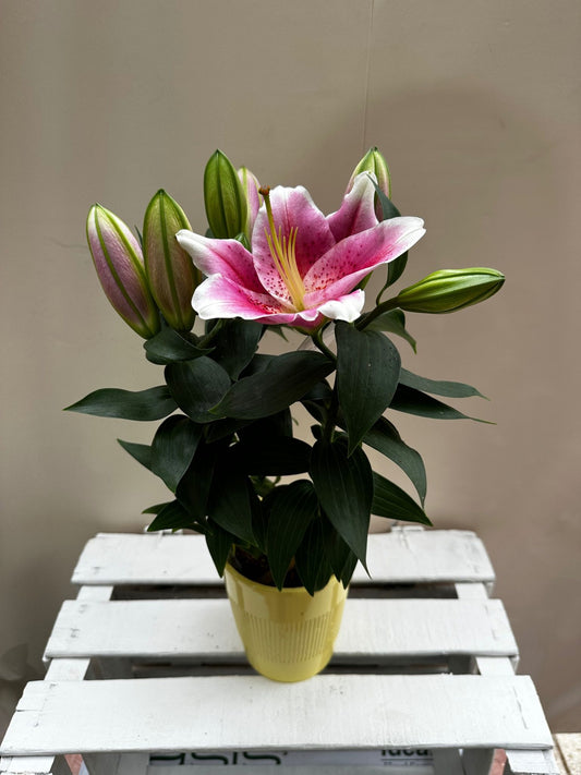 Lilium Oriental