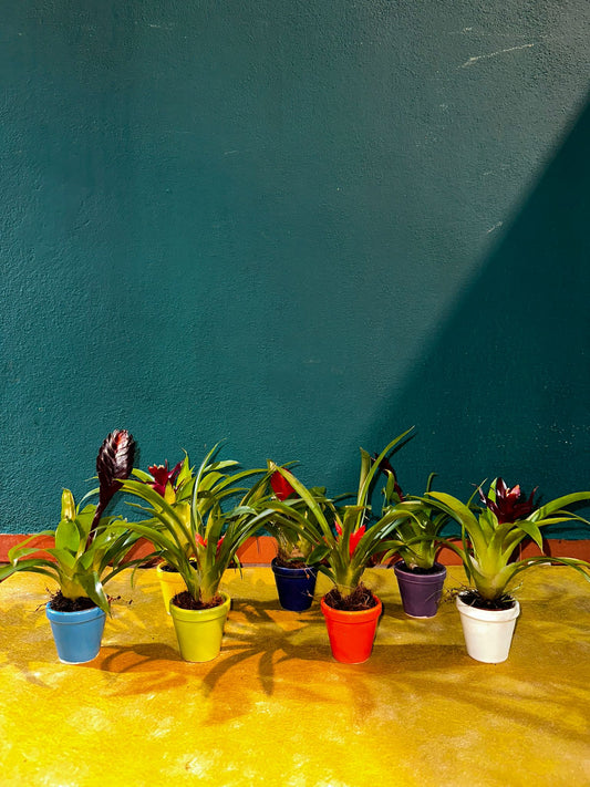 Tillansias mini con cubre macetas