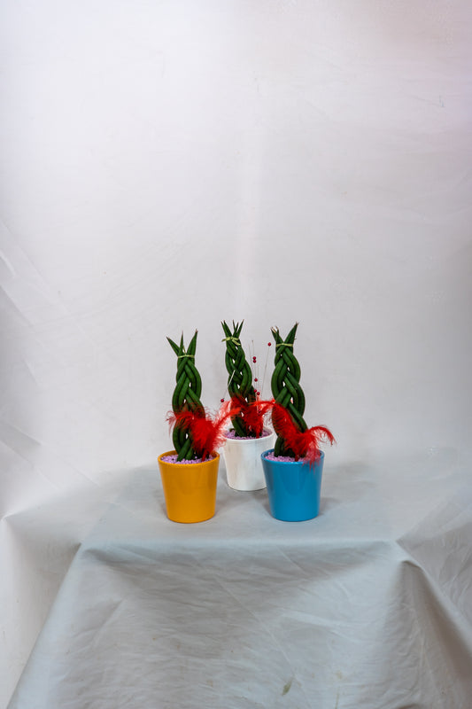 Sansiviera braid with pot cover