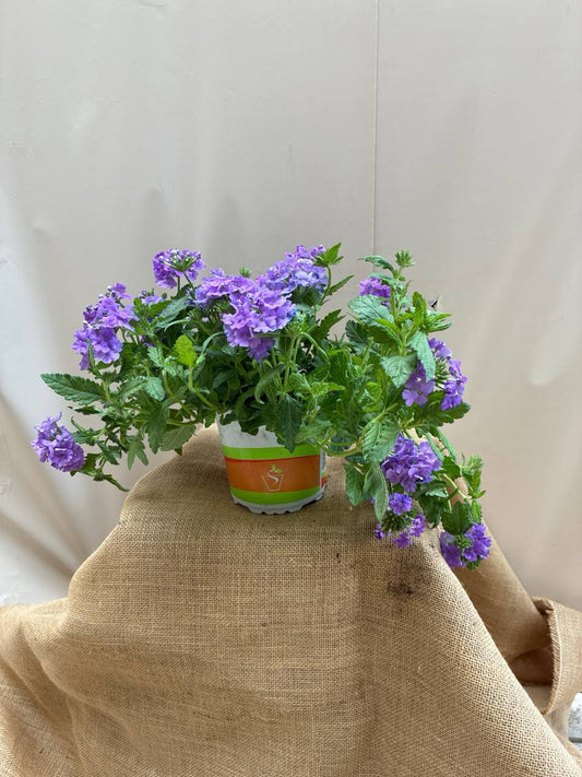 Verbena